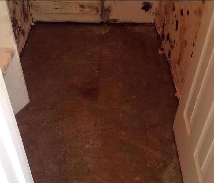 mold covered closet